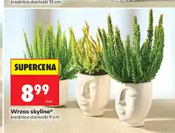 Biedronka Wrzos skyline oferta
