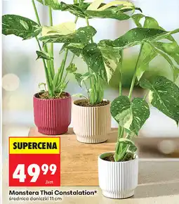 Biedronka Monstera Thai Constalation, średnica doniczki 11 cm oferta