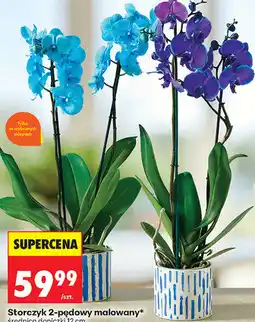 Biedronka Storczyk 2-pędowy malowany, średnica doniczki 12 cm oferta
