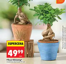 Biedronka Fikus Ginseng, średnica doniczki 17 cm oferta