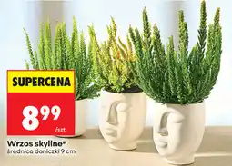 Biedronka Wrzos skyline, średnica doniczki 9 cm oferta