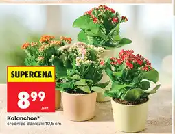 Biedronka Kalanchoe, średnica doniczki 10,5 cm oferta