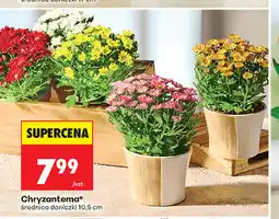 Biedronka Chryzantema, średnica doniczki 10,5 cm oferta