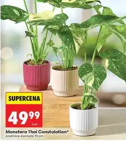 Biedronka Monstera Thai Constatlation oferta