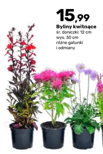 Byliny kwitnące