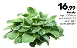 Bricomarche Funkia oferta