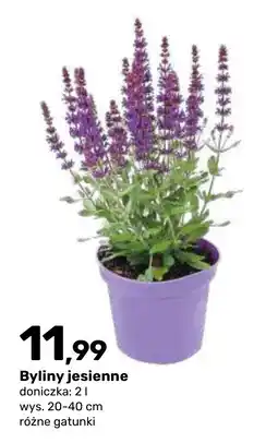 Bricomarche Byliny jesiennie oferta