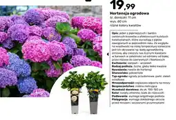 Bricomarche Hortensja ogrodowa oferta
