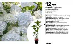 Bricomarche Hortensja ogrodowa oferta