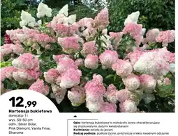 Bricomarche Hortensja bukietowa oferta