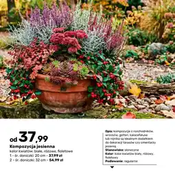 Bricomarche Kompozycja jesienna oferta