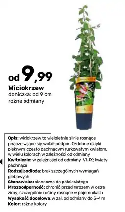 Bricomarche Wiciokrzew oferta
