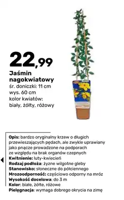 Bricomarche Jaśmin nagokwiatowy oferta