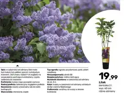 Bricomarche Lilak oferta