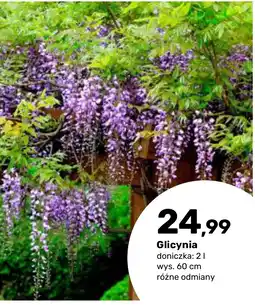 Bricomarche Glicynia oferta
