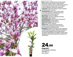 Bricomarche Magnolia oferta