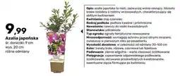 Bricomarche Azalia japońska oferta