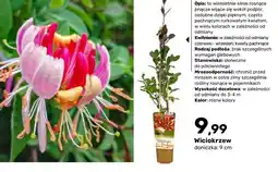 Bricomarche Wiciokrzew oferta