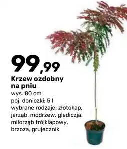 Bricomarche Krzew ozdobny na pniu oferta