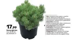Bricomarche Sosna górsk oferta