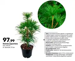 Bricomarche Sośnica japońska oferta