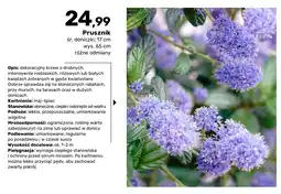Bricomarche Prusznik oferta