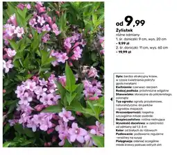 Bricomarche Żylistek oferta