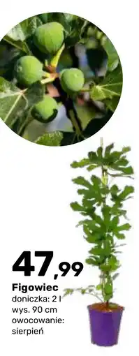 Bricomarche Figowiec oferta