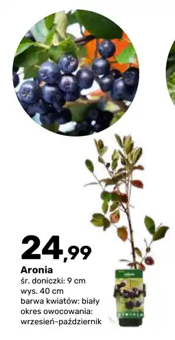 Bricomarche Aronia oferta