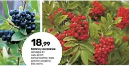 Bricomarche Krzewy owocowe oferta