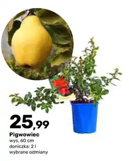 Bricomarche Pigwowiec oferta