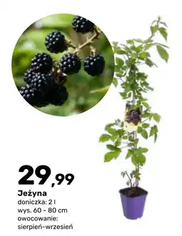 Bricomarche Jeżyna oferta