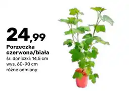 Bricomarche Porzeczka czerwona/biała oferta