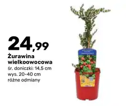 Bricomarche Żurawina wielkoowocowa oferta