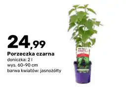 Bricomarche Porzeczka czarna oferta