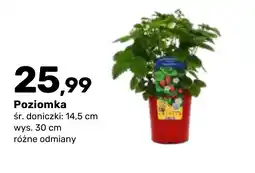 Bricomarche Poziomka oferta