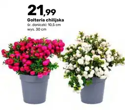 Bricomarche Golteria chilijska oferta