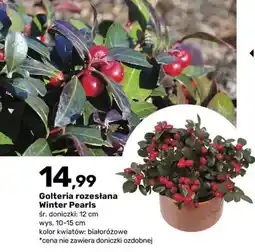 Bricomarche Golteria rozesłana Winter Pearls oferta