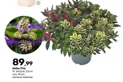 Bricomarche Hebe Trio oferta