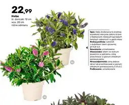 Bricomarche Hebe oferta