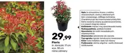 Bricomarche Pieris oferta