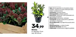 Bricomarche Skimia oferta