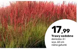Bricomarche Trawy ozdobne oferta