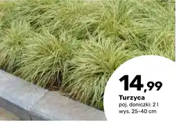 Bricomarche Turzyca oferta