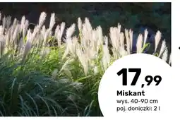 Bricomarche Miskant oferta