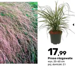 Bricomarche Proso rózgowate oferta