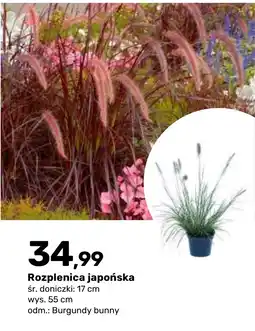 Bricomarche Rozplenica japońska oferta