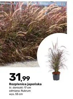 Bricomarche Rozplenica japońska oferta