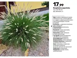 Bricomarche Rozplenica japońska oferta