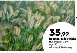 Bricomarche Rozplenica japońska oferta